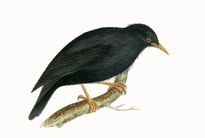 Sardinský špaček, ilustrace z knihy "A History of the Birds of Europe Not Observed in the British Isles" od Charlese Roberta Bree (1811-86), vydáno 1867 (barevná litografie). od English School