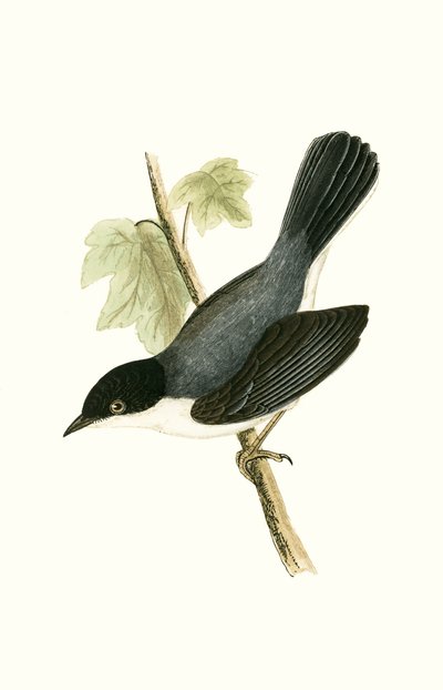 Pěnice sardinská, ilustrace z „Historie ptáků Evropy nepozorovaných na Britských ostrovech“ od Charlese Roberta Bree (1811-86), vydáno 1867 od English School