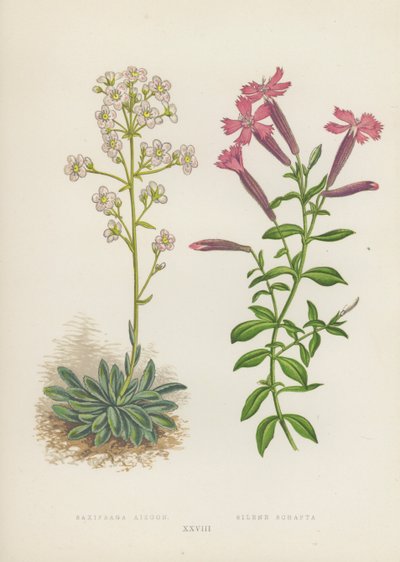 Saxifraga Aizoon; Silene Schafta (barevná litografie) od English School