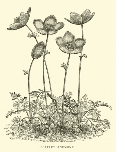 Scarlet Anemone od English School