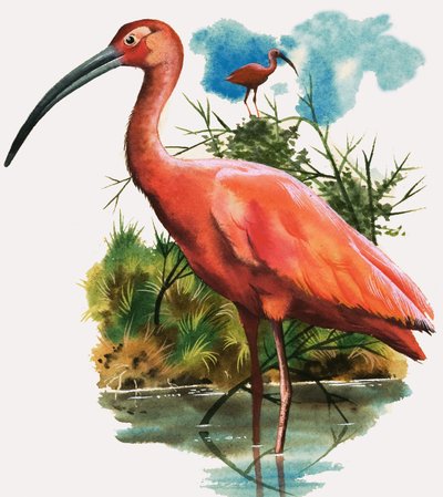 Ibis šarlatový od English School