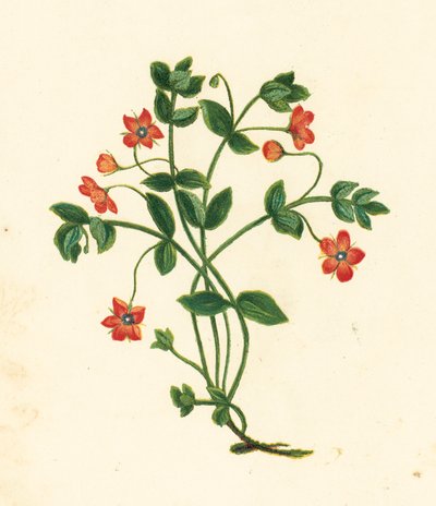 Šarlatový pupkáč, Anagallis Arvensis (barevná litografie) od English School