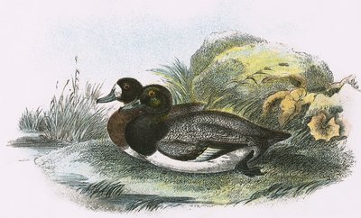 Scaup Duck od English School