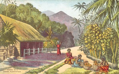 Scéna na kakaové plantáži (barva litho) od English School