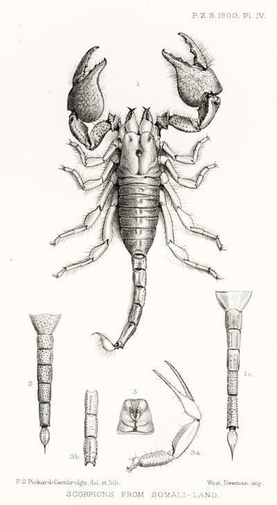 Scorpions from Somaliland, ilustrace z The Hope Reports, sv. II, 1897-1900., editoval Edward B. Poulton, Oxford, 1901 od English School