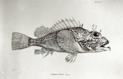 Scorpion Fish, deska 8 z „The Zoology of the Voyage of H.M.S Beagle, 1832-36“ od Charlese Darwina od English School