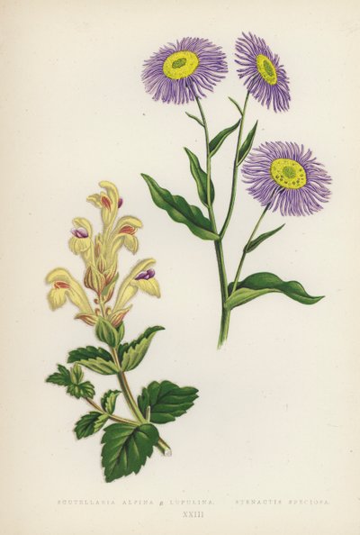 Scutellaria Alpina B Lupulina; Stenactis Speciosa (barevná litografie) od English School