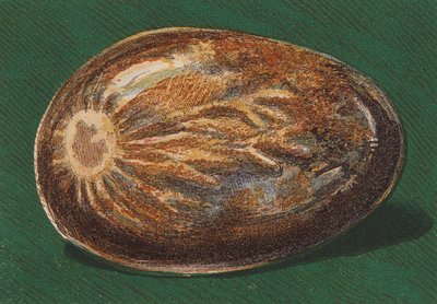 Přímořský oblázek (barevná litografie) od English School