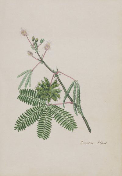 Citlivá rostlina, ilustrace z alba Poems, Graphite Drawings & Watercolours, c.1828 (wc na papíře) od English School