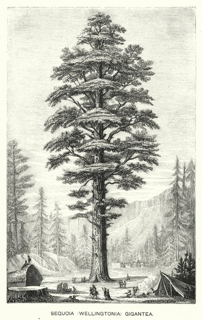 Sequoia (Wellingtonia) Gigantea (rytina) od English School