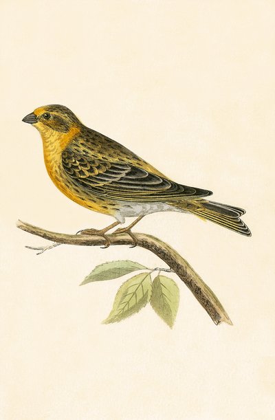 Serin Finch, ilustrace z „Historie ptáků Evropy nepozorovaných na Britských ostrovech“ od Charlese Roberta Bree (1811-86), vydáno 1867 od English School