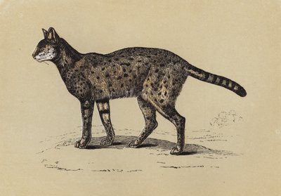 Serval (barevná litografie) od English School