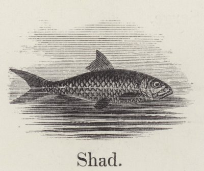 Shad (rytina) od English School