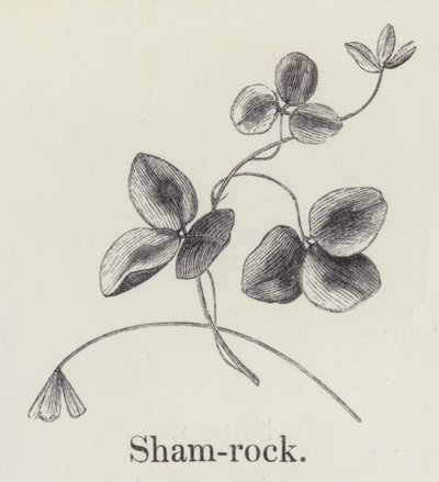 Shamrock (rytina) od English School