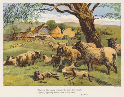 Ovce a jehňata (barevná litografie) od English School
