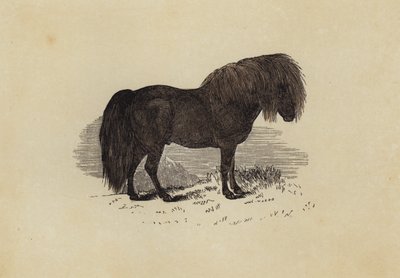 Shetlandský pony (barva lito) od English School