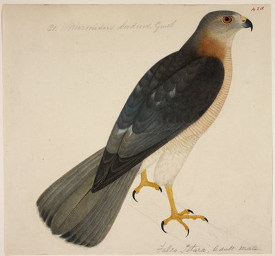 Shikra, nebo 