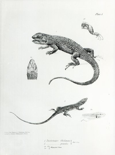 Leguán šindelový, ilustrace z „Zoologie plavby H.M.S Beagle, 1832-36“ od Charlese Darwina od English School