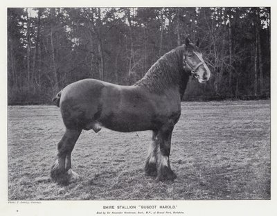 Shire Stallion "Buscot Harold" (litho) od English School