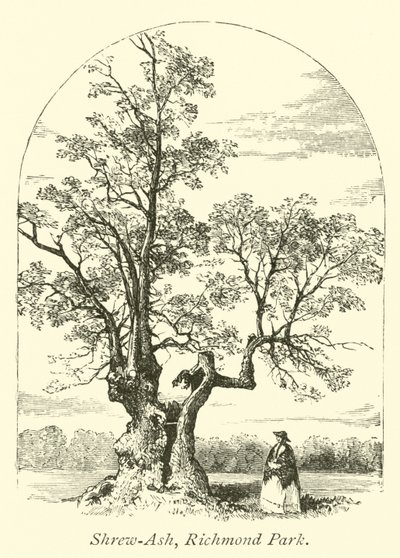 Shrew-Ash, Richmond Park od English School