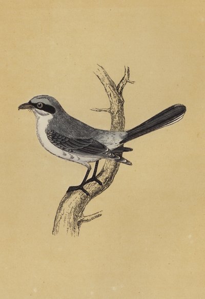 Shrike (barevná litografie) od English School