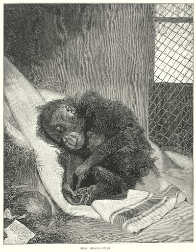 Nemocný orangutan (rytina) od English School