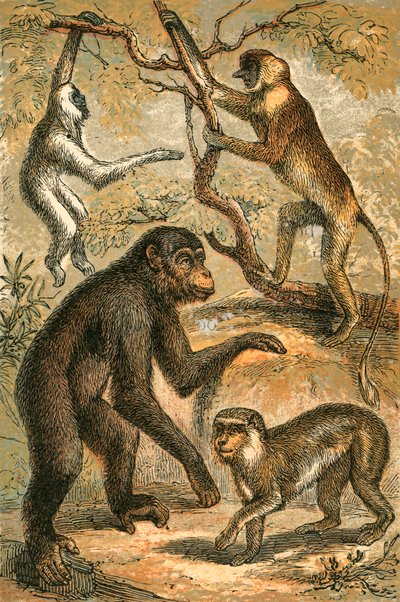 Gibbon stříbřitý, opice nosatá, šimpanz a opice barbary od English School