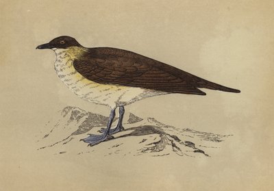 Skua (barevná litografie) od English School