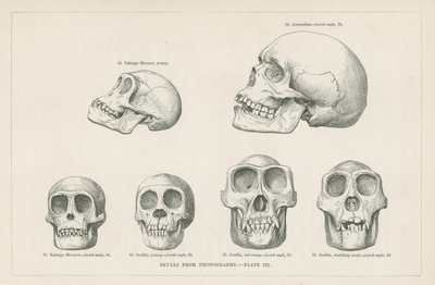 Lebky z fotografií od English School