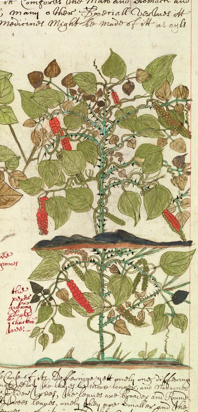 Sloane 4013 f.7 Det. Pepřovník z "Popisy indických rostlin" od English School