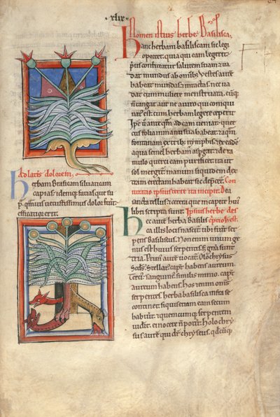 Sloane Ms 1975 fol.48 The Herb Basilica od English School