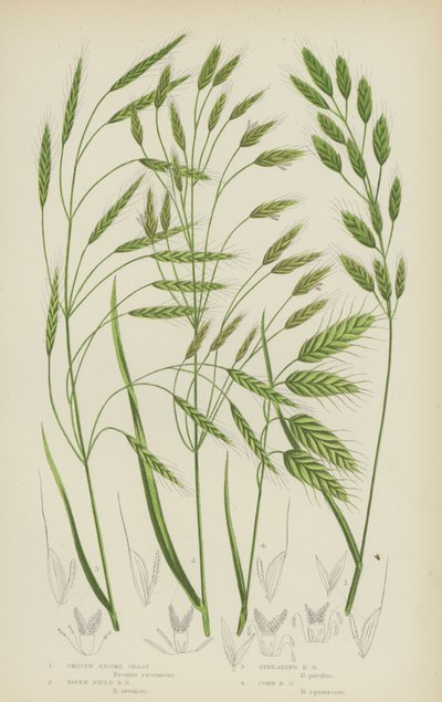 Bromélie hladká, Bromélie kuželovitá, Bromélie rozprostřená, Bromélie kukuřičná (barevná litografie) od English School