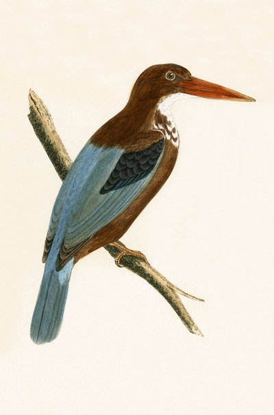 Rybák smyrenský, ilustrace z knihy "A History of the Birds of Europe Not Observed in the British Isles" od Charlese Roberta Bree (1811-86), vydáno 1867. od English School
