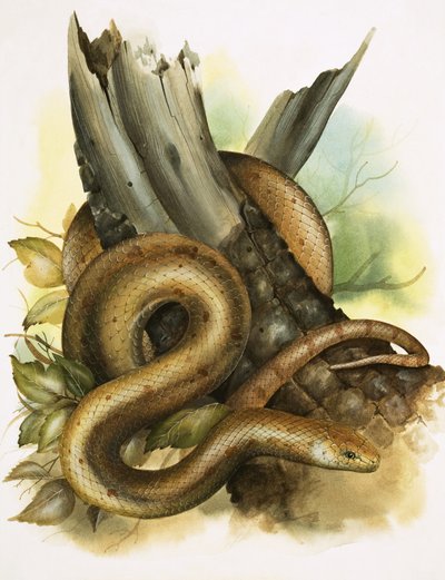 Snake od English School