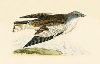Snow Finch, ilustrace z „Historie ptáků Evropy nepozorovaných na Britských ostrovech“ od Charlese Roberta Bree (1811-86), vydáno 1867 od English School