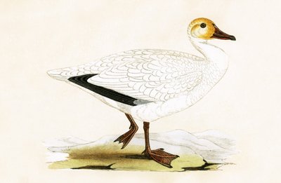Snow Goose, ilustrace z „Historie ptáků Evropy nepozorovaných na Britských ostrovech“ od Charlese Roberta Bree (1811-86), vydáno 1867 od English School