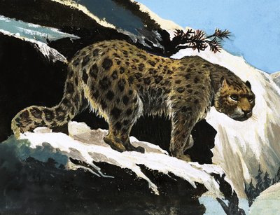 Snow Leopard od English School
