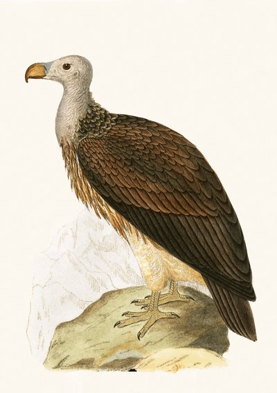 Sociable Vulture, ilustrace z „Historie ptáků Evropy nepozorovaných na Britských ostrovech“ od Charlese Roberta Bree (1811-86), vydáno 1867 od English School
