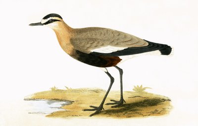Sociální kulík, ilustrace z „Historie ptáků Evropy nepozorovaných na Britských ostrovech“ od Charlese Roberta Bree (1811-86), vydáno 1867 od English School