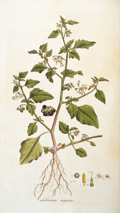 Solanum nigrum [nightshade], ilustrace z Flora Londiniensis [Flowers of London] od Williama Curtise, vydáno 1777-98 (barevná rytina) od English School