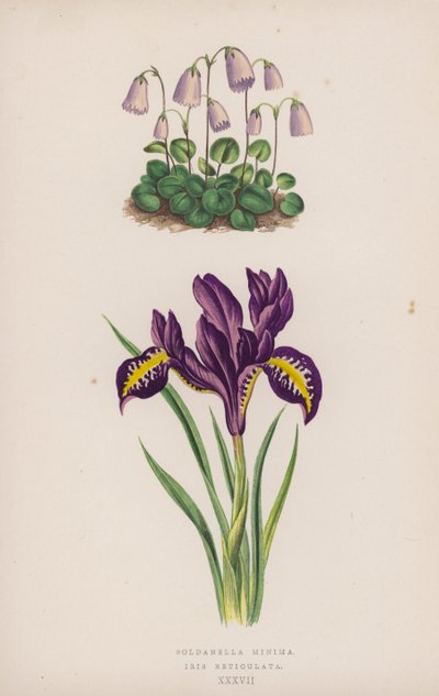 Soldanella Minima; Iris Reticulata (barevná lito) od English School
