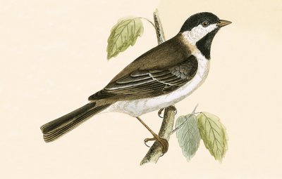 Sýkora modřinka, ilustrace z knihy "A History of the Birds of Europe Not Observed in the British Isles" od Charlese Roberta Bree (1811-86), vydáno 1867. od English School