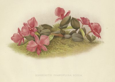 Sophronitis grandiflora rosea od English School