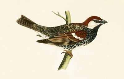 Španělský vrabec, ilustrace z „Historie ptáků Evropy nepozorovaných na Britských ostrovech“ od Charlese Roberta Bree (1811-86), vydáno 1867 od English School