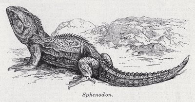 Sphenodon (litho) od English School