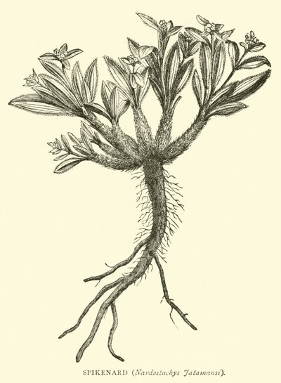 Spikenard, Nardostachys Jatamansi od English School
