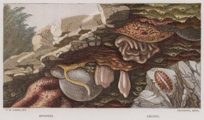 Houby, chiton (barevná litografie) od English School