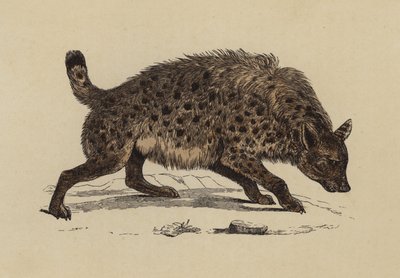 Hyaena skvrnitá (barevná litografie) od English School