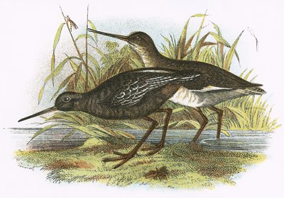 Redshank skvrnitý od English School