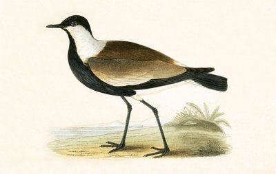 Kulík okřídlený, ilustrace z knihy „Historie ptáků Evropy nepozorovaných na Britských ostrovech“ od Charlese Roberta Bree (1811-86), vydáno 1867 od English School